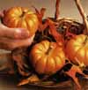 v_pumpkinlittle.jpg